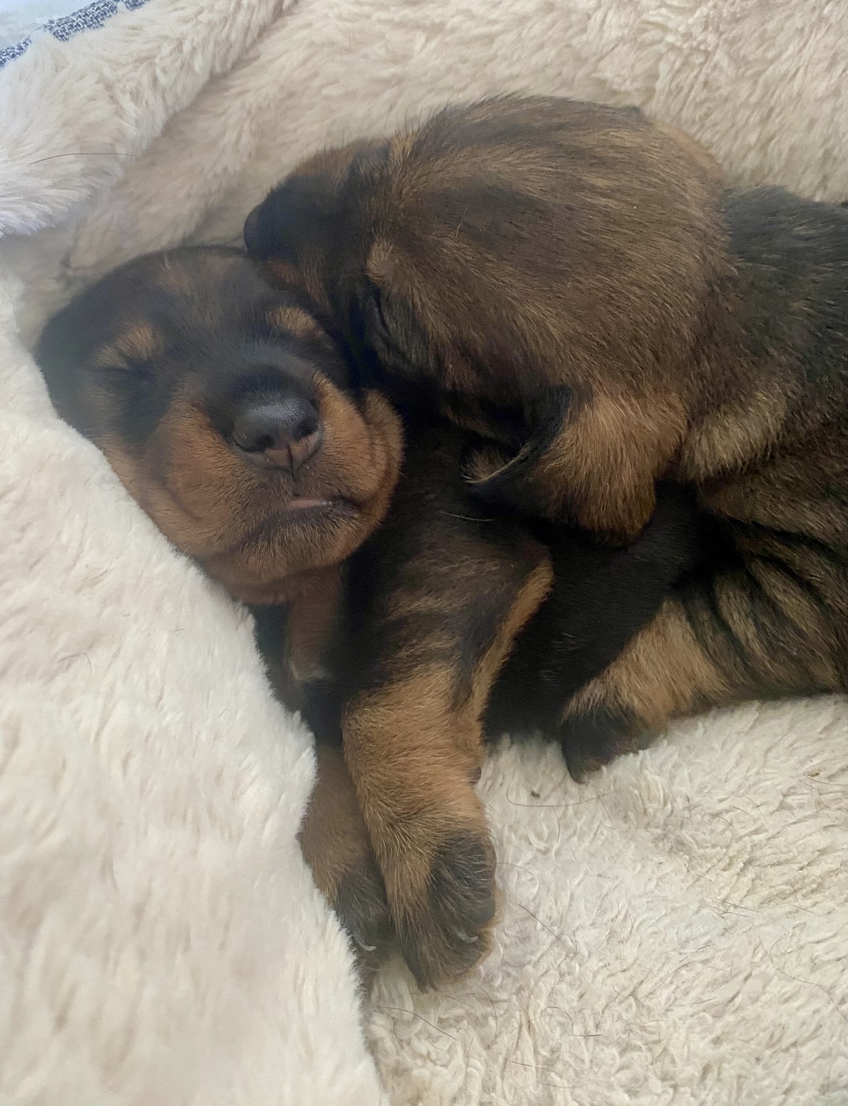 Teckelmoeder met haar pup