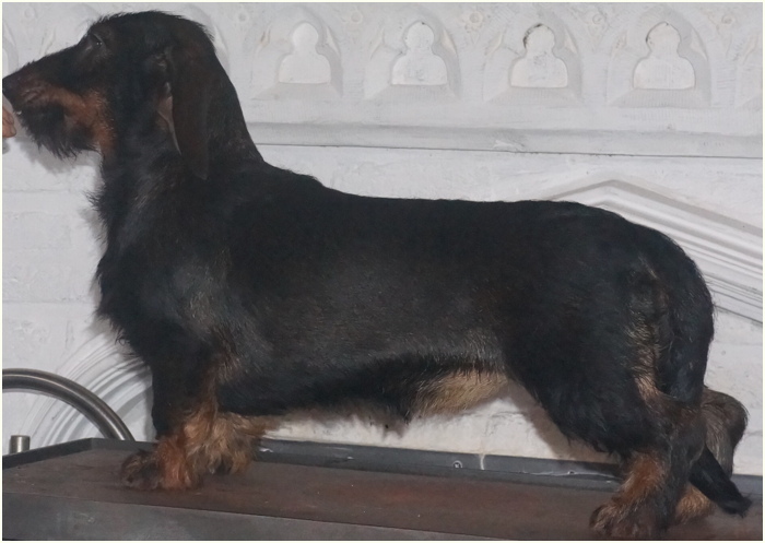 Cicciolina