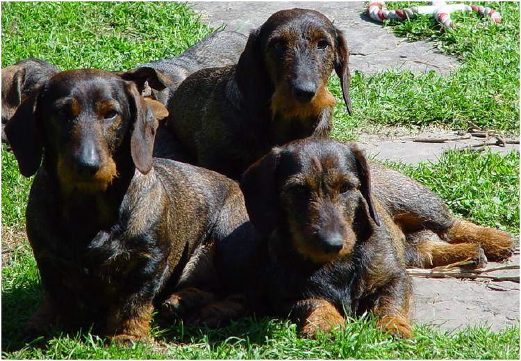 Teckels samen als roedel