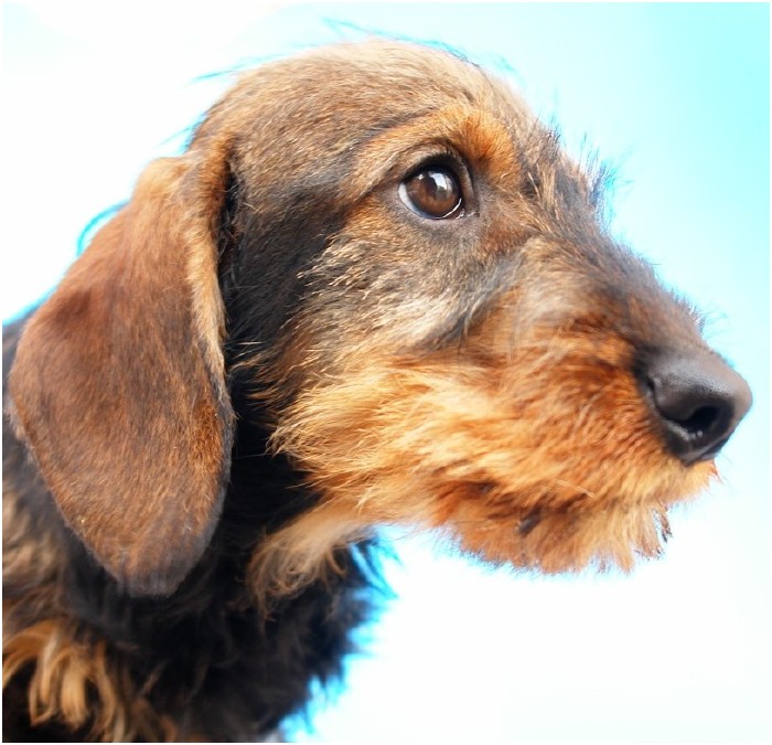 AObyNaomi pup uit het archief