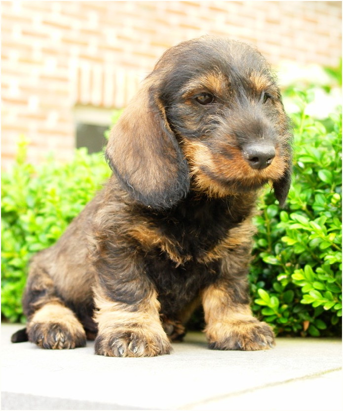 AObyNaomi pup uit het archief