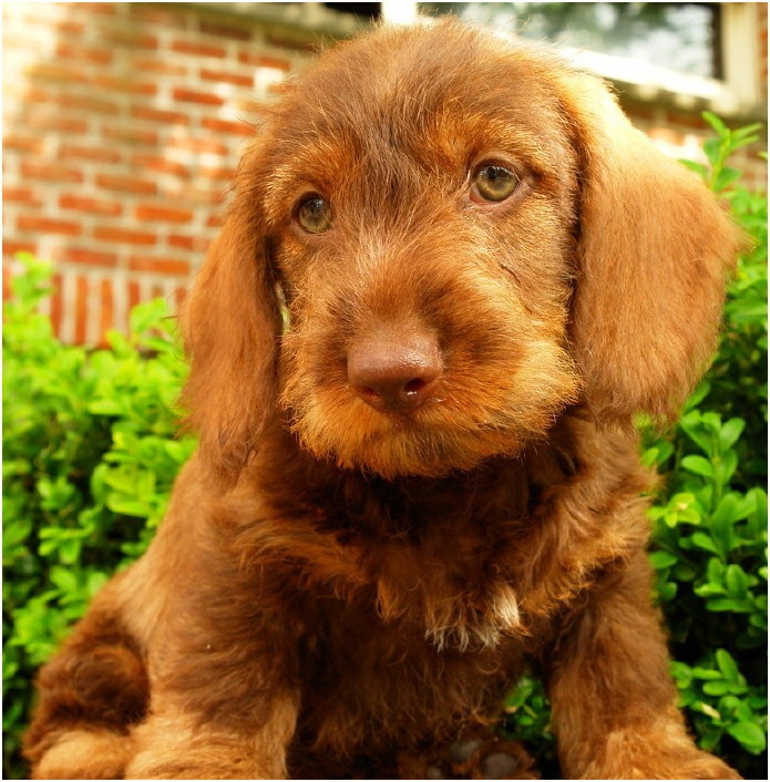 AObyNaomi pup uit het archief