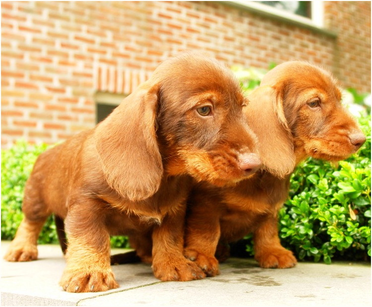 AObyNaomi pup uit het archief