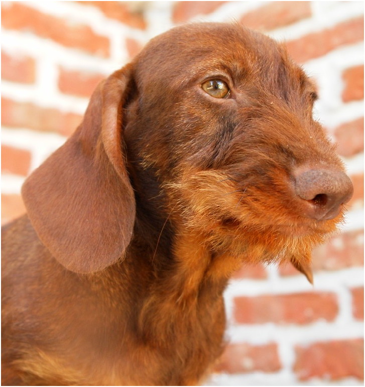 AObyNaomi pup uit het archief