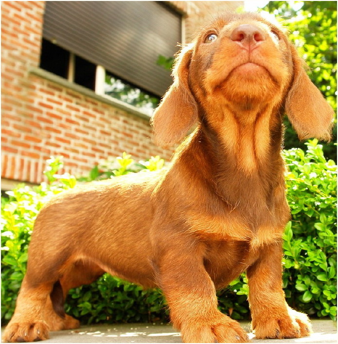 AObyNaomi pup uit het archief