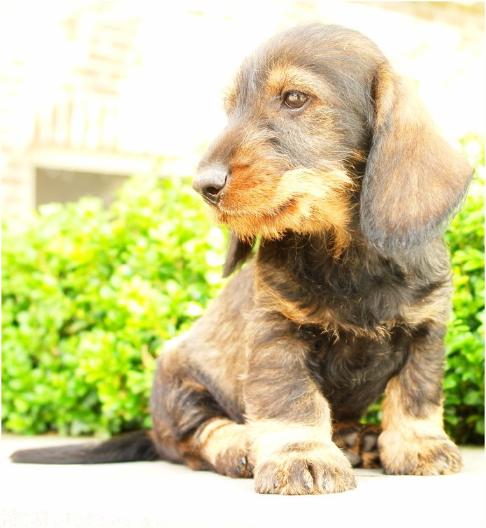 AObyNaomi pup uit het archief