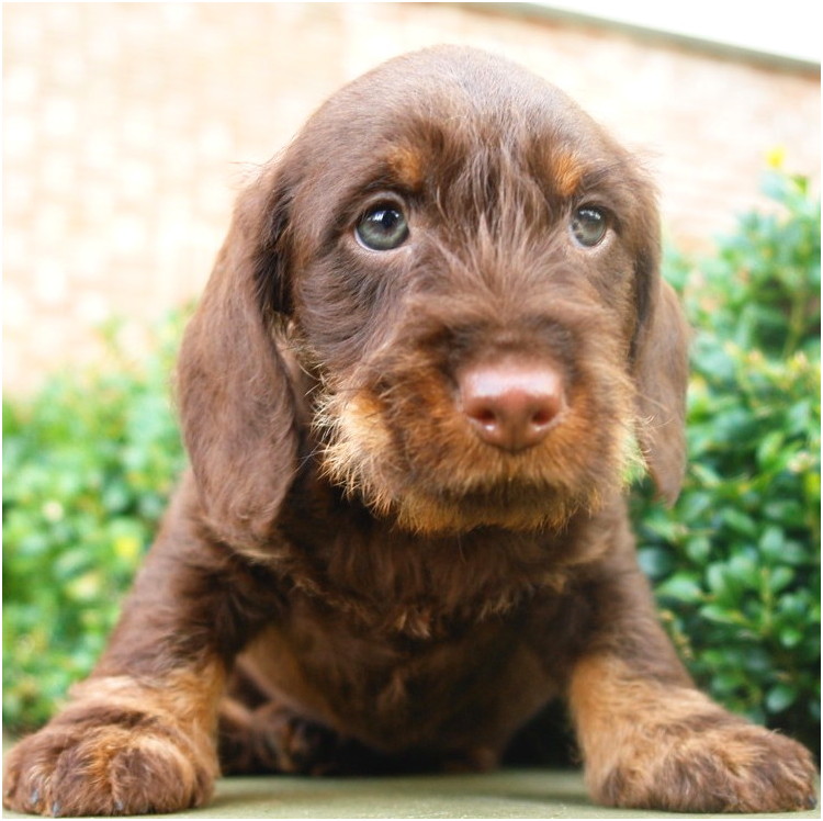 AObyNaomi pup uit het archief