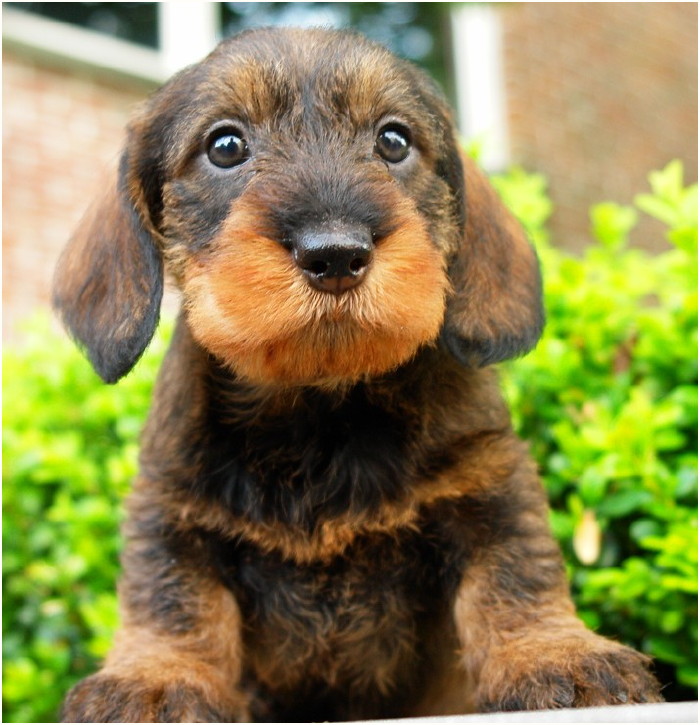 AObyNaomi pup uit het archief