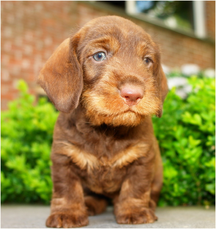 AObyNaomi pup uit het archief