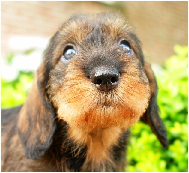 AObyNaomi pup uit het archief