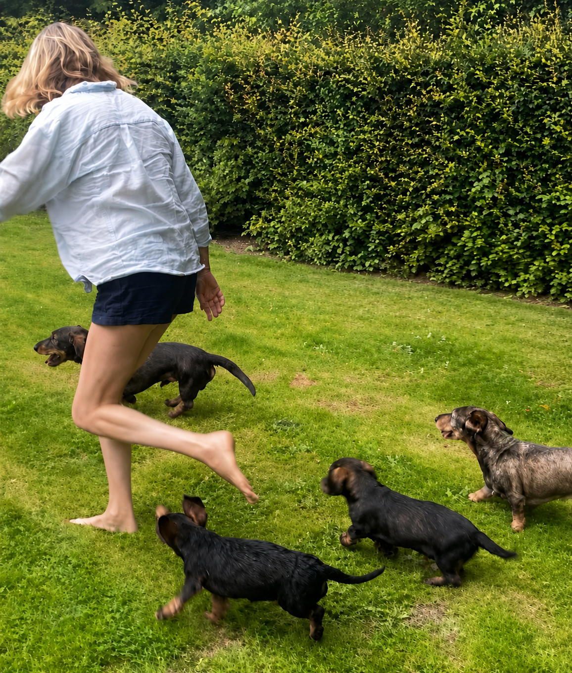 Jonge ruwhaar teckels rennen en spelen buiten in het gras
