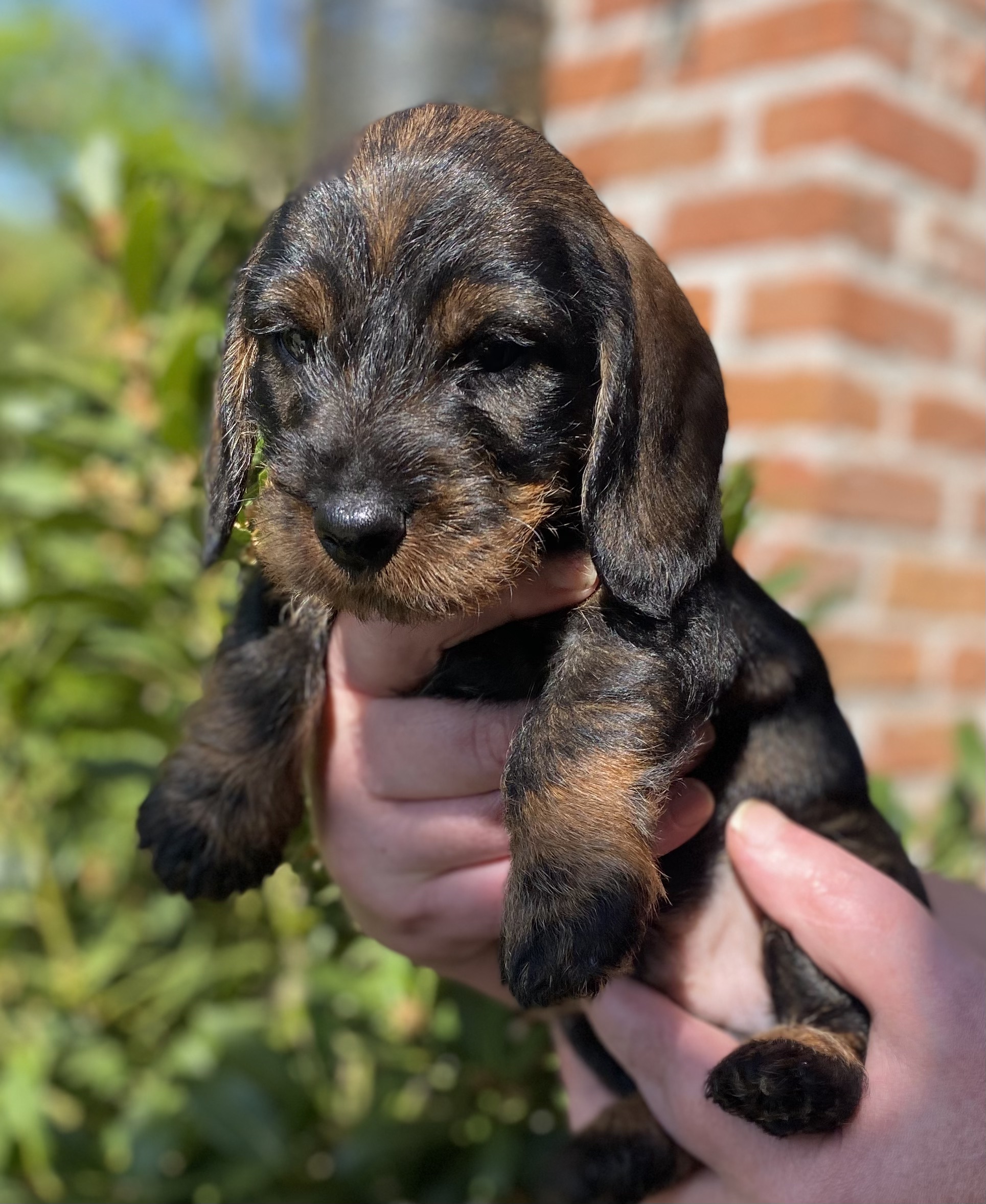 Ruwhaar teckelpup in de armen van zijn eigenaar