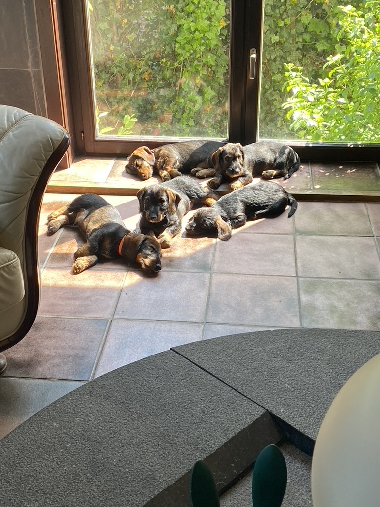 Teckelpups samen in het zonlicht
